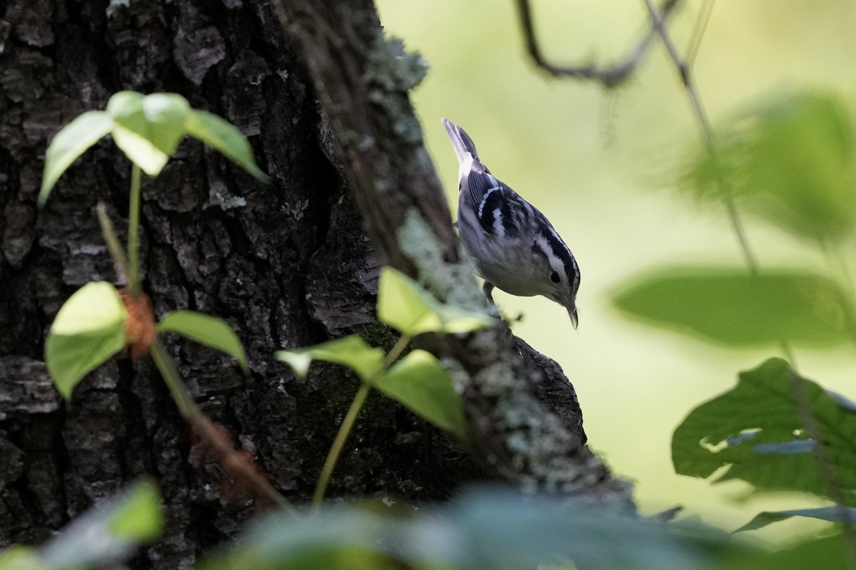 Black-and-white Warbler - ML623456808
