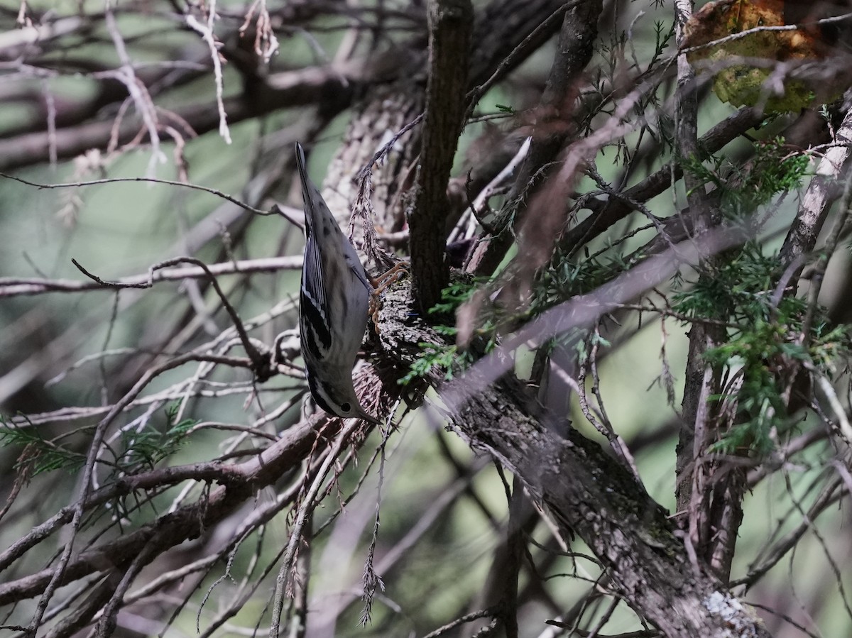 Black-and-white Warbler - ML623456809
