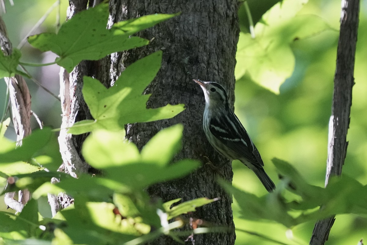 Black-and-white Warbler - ML623456811