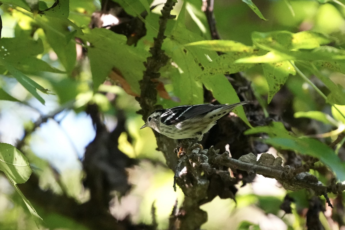 Black-and-white Warbler - ML623456812