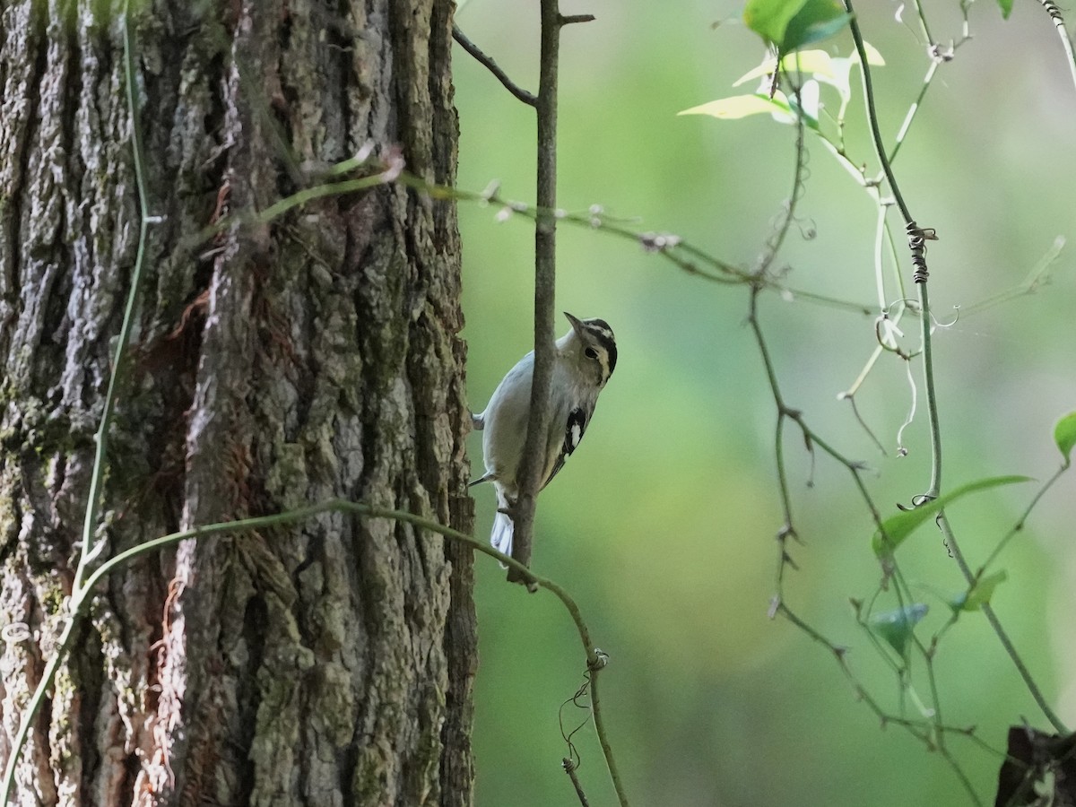 Black-and-white Warbler - ML623456813