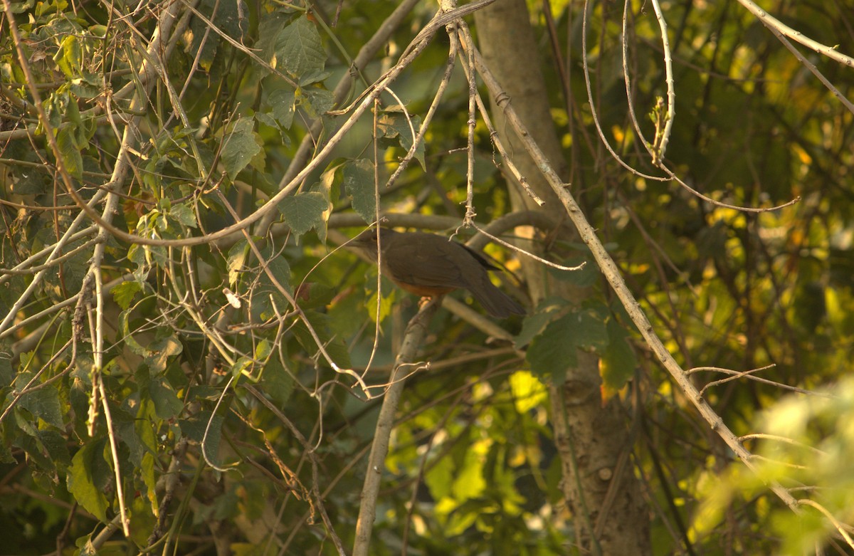 Rufous-bellied Thrush - Alex Colucci