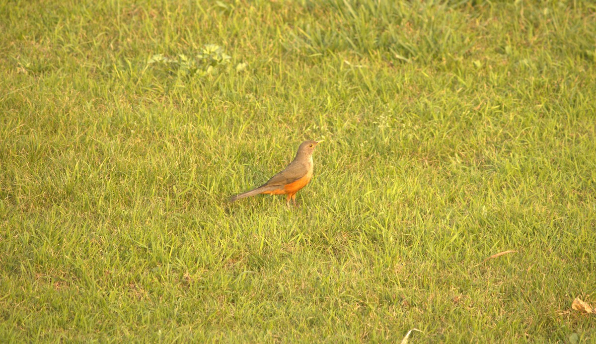 Rufous-bellied Thrush - Alex Colucci