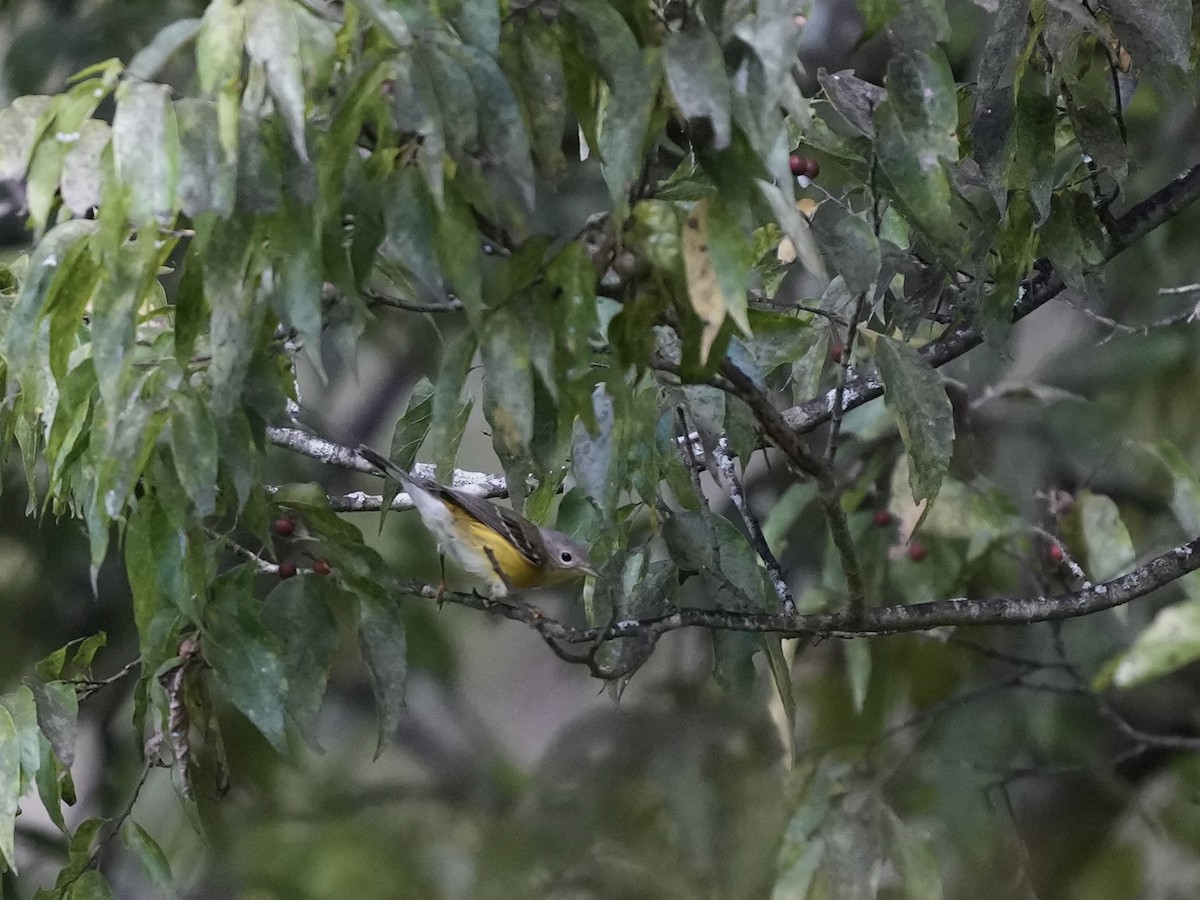 Magnolia Warbler - ML623456837