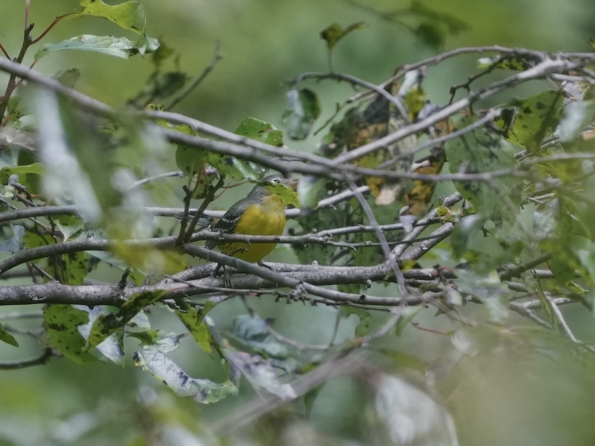 Magnolia Warbler - ML623456838