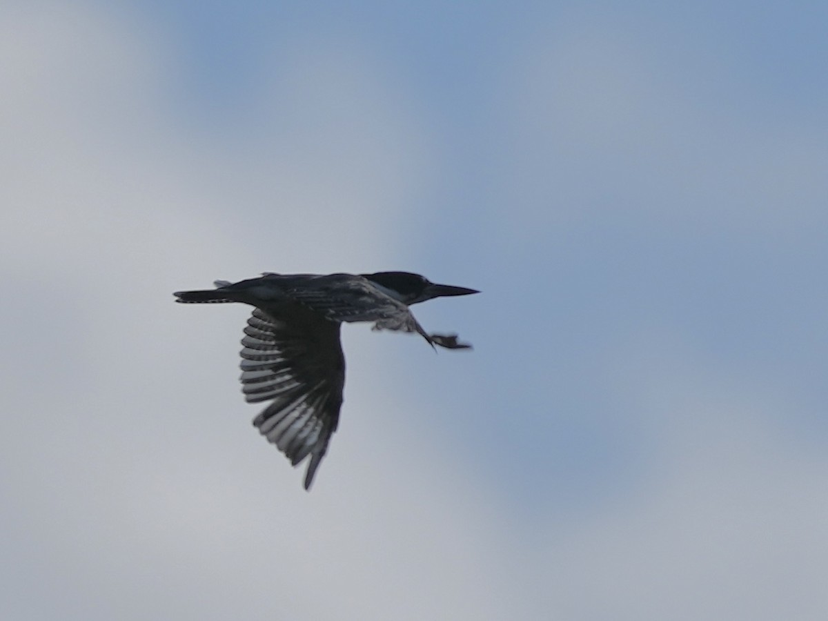 Belted Kingfisher - ML623456870