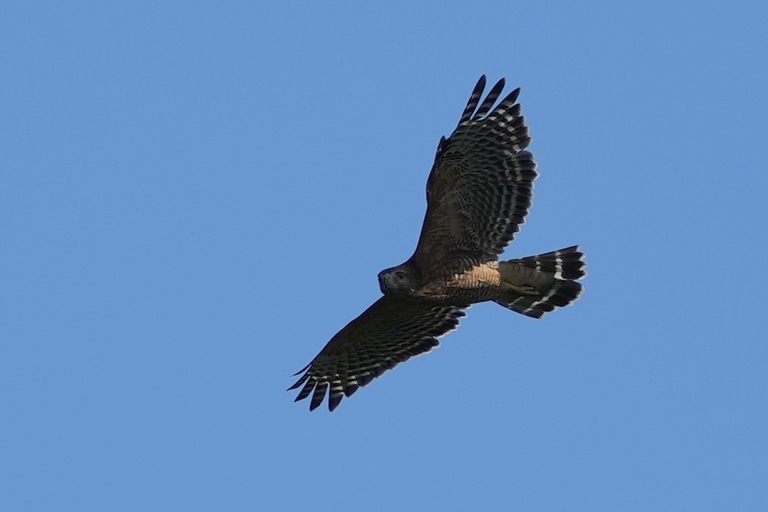 Red-shouldered Hawk - ML623456876
