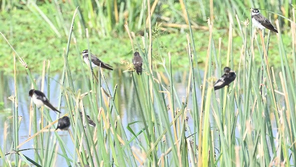 Banded Martin - ML623456881