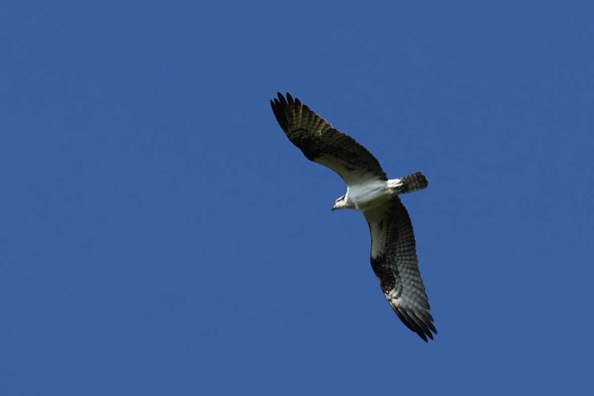 Osprey - ML623456987