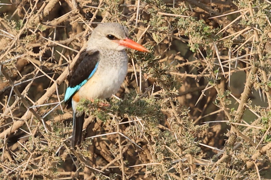 Gray-headed Kingfisher - ML623457014