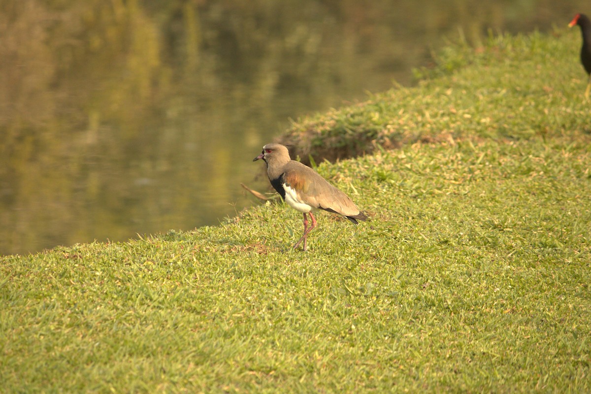 ナンベイタゲリ（lampronotus） - ML623457026