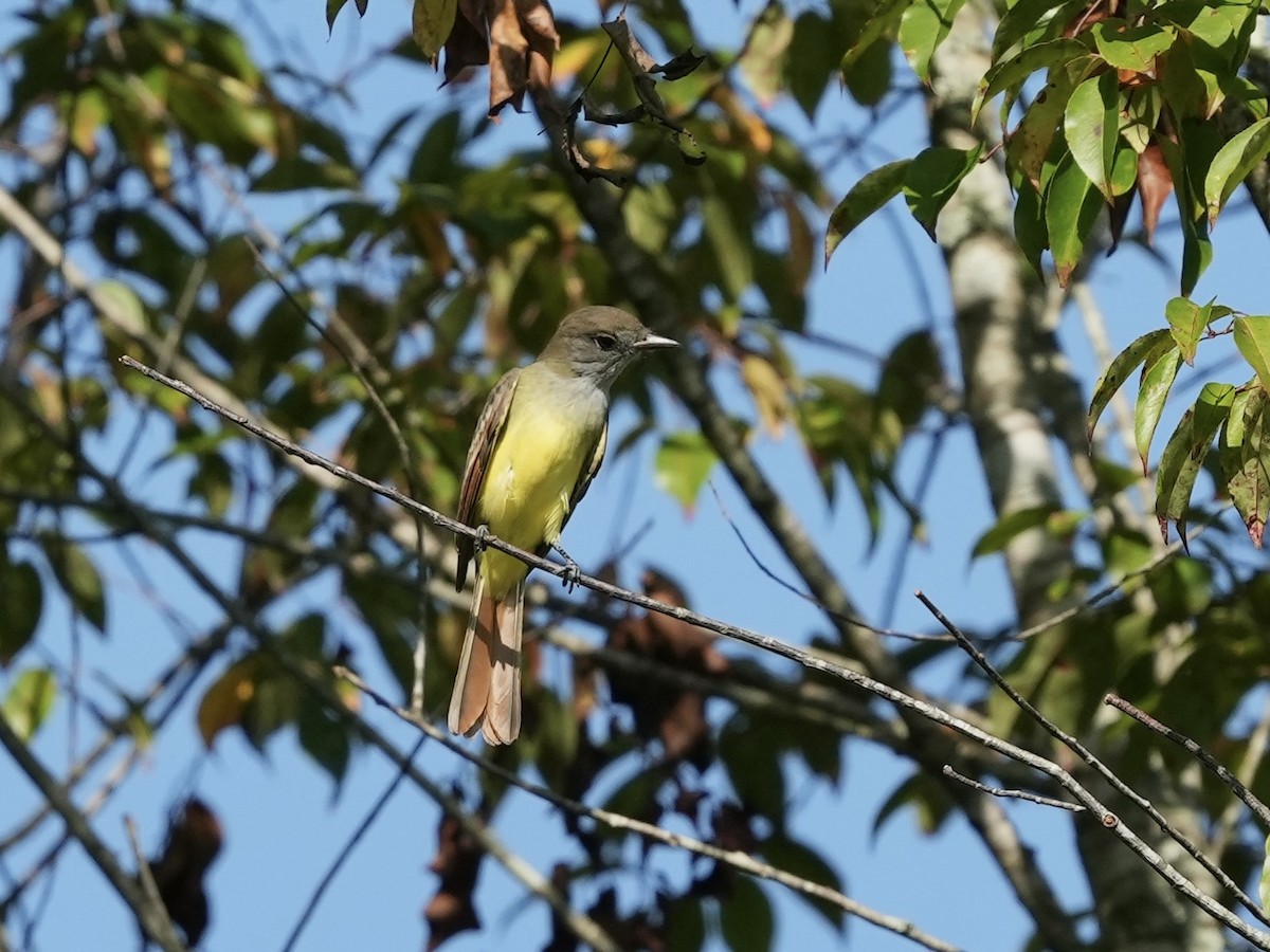 Great Crested Flycatcher - ML623457032