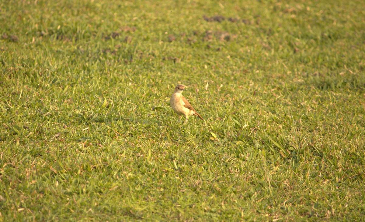 セアカカマドドリ - ML623457065