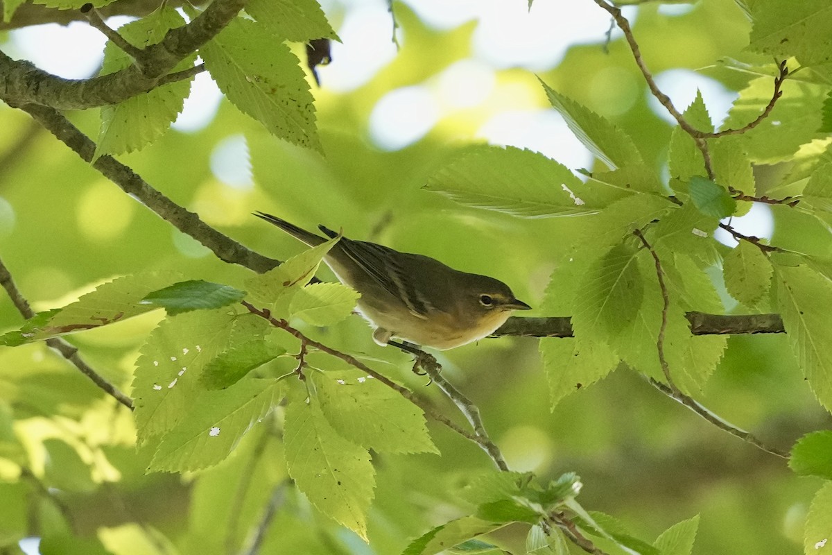 Pine Warbler - ML623457066