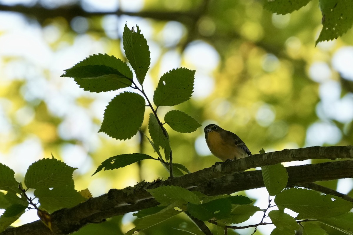 Pine Warbler - ML623457067