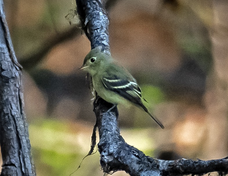 Yellow-bellied Flycatcher - ML623457111