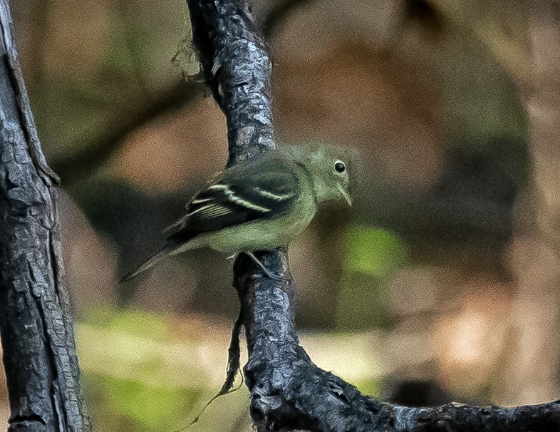 Yellow-bellied Flycatcher - ML623457112