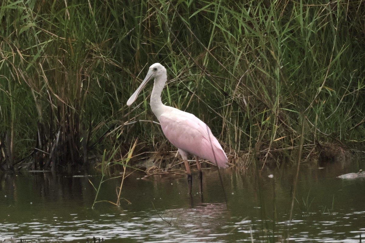 Roseate Spoonbill - ML623457123