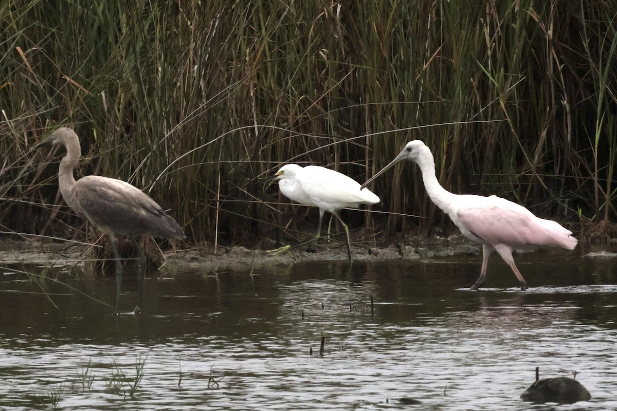 Roseate Spoonbill - ML623457125