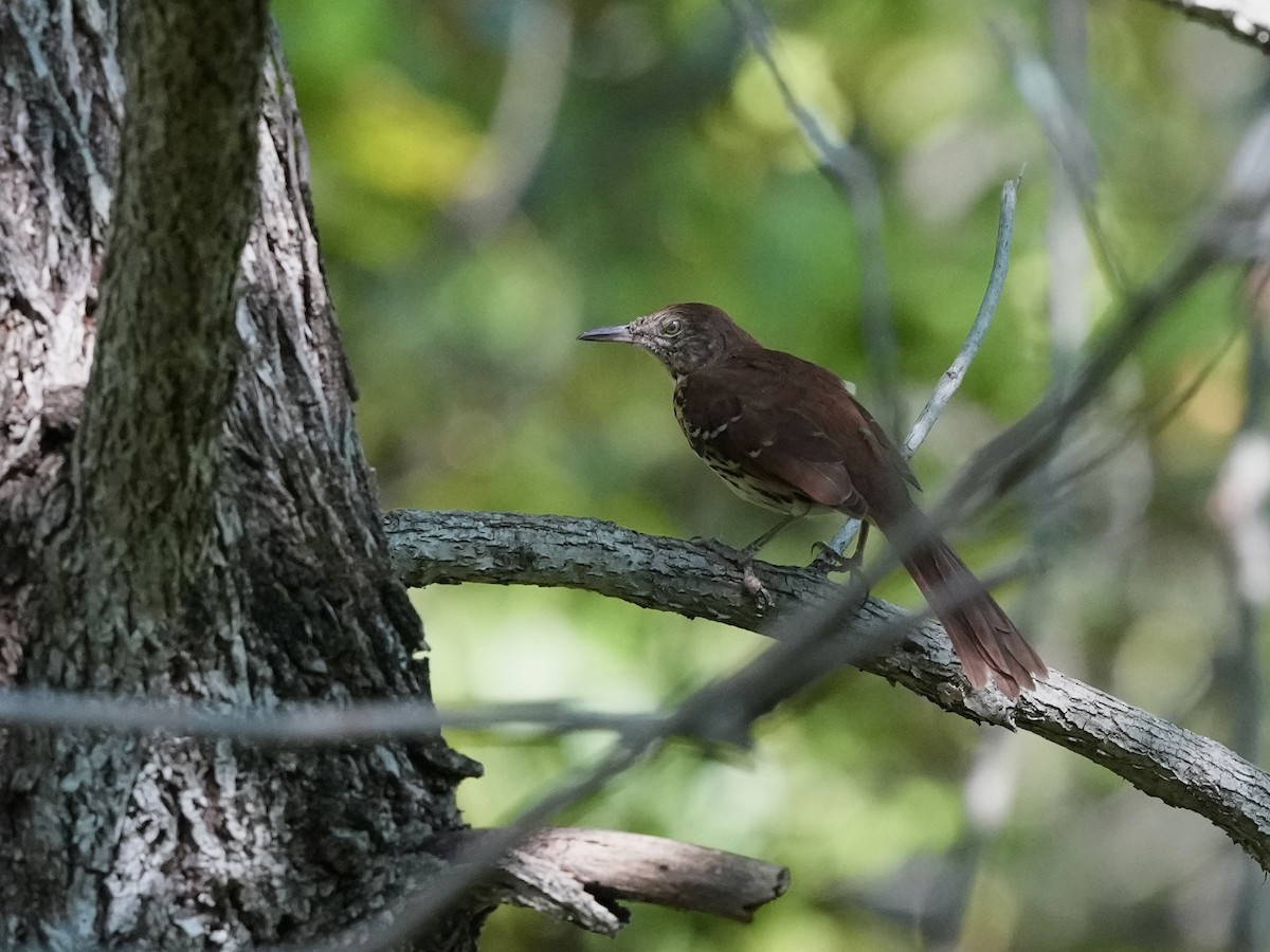 Brown Thrasher - ML623457128