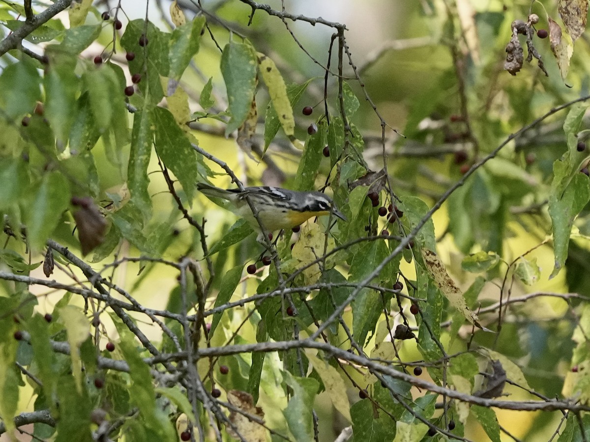 Yellow-throated Warbler - ML623457154