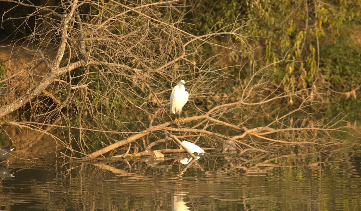 ユキコサギ - ML623457163