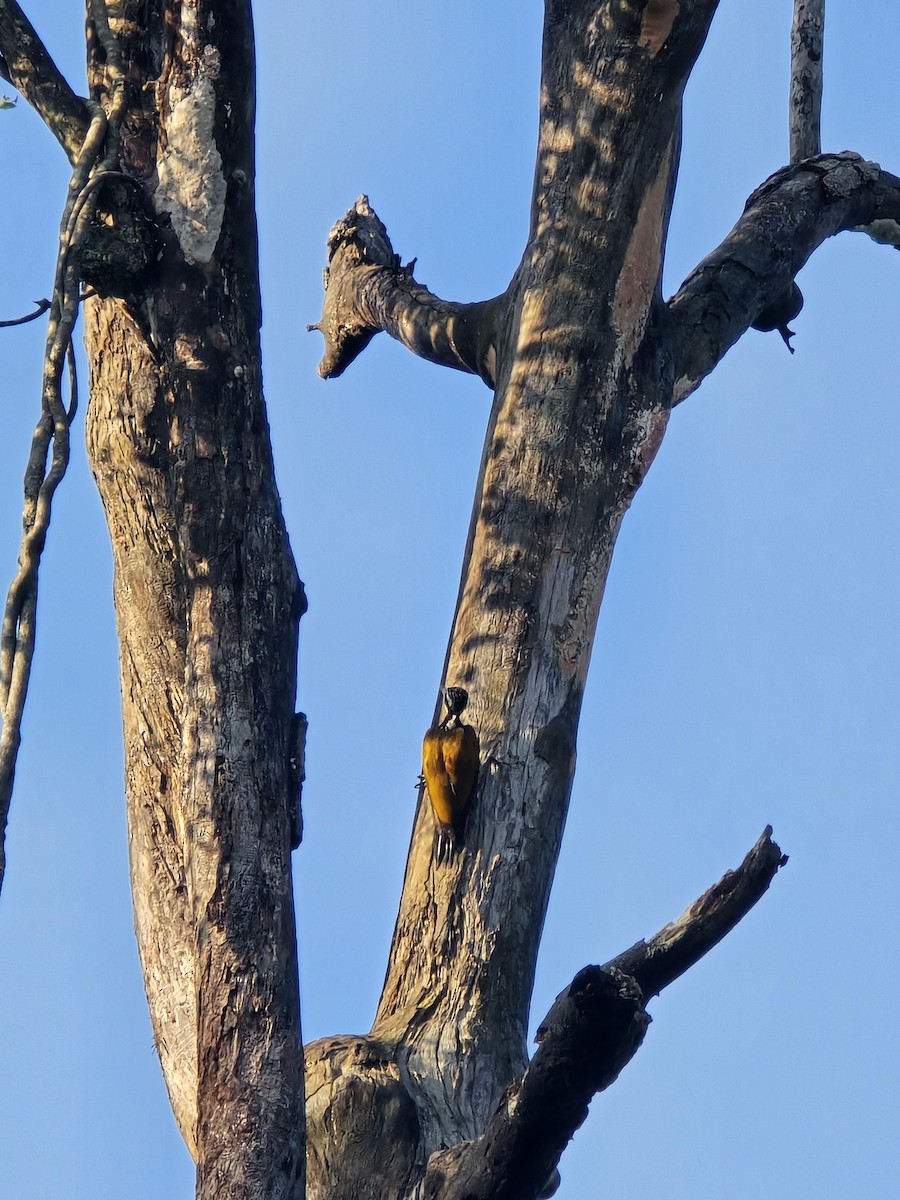 Greater Flameback - ML623457200