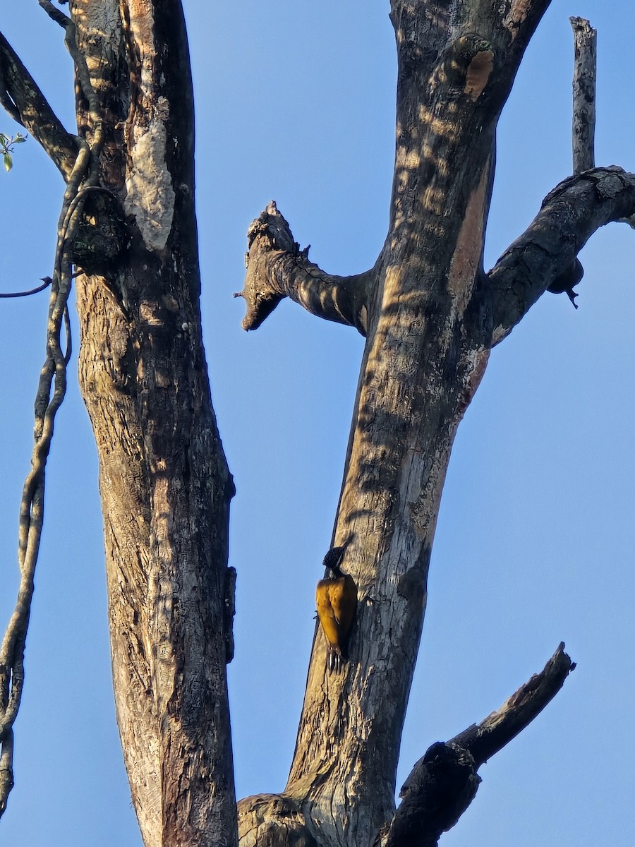 Greater Flameback - ML623457201