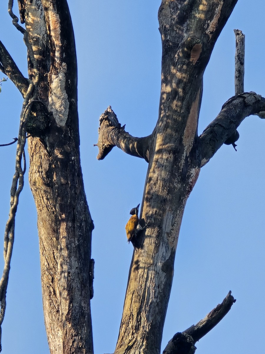 Greater Flameback - ML623457202