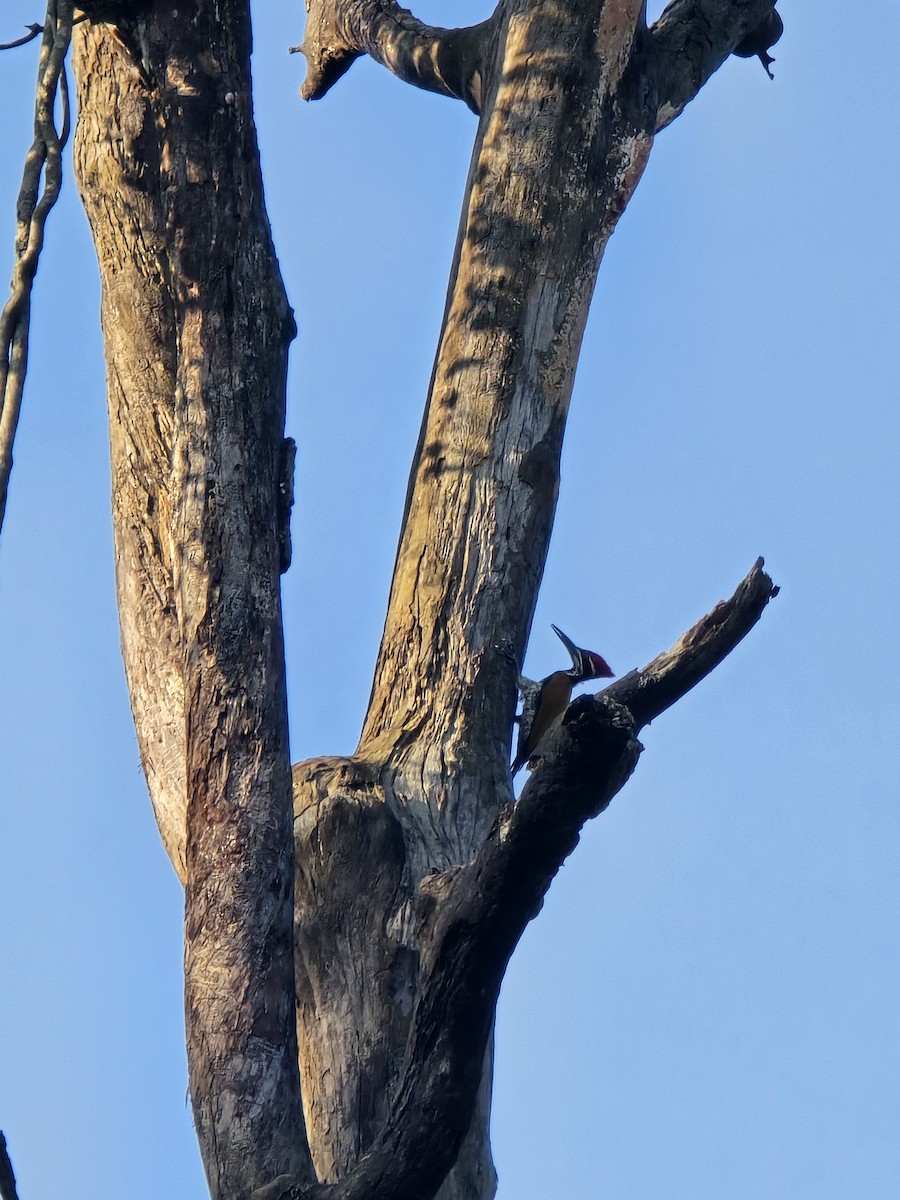 Greater Flameback - ML623457204