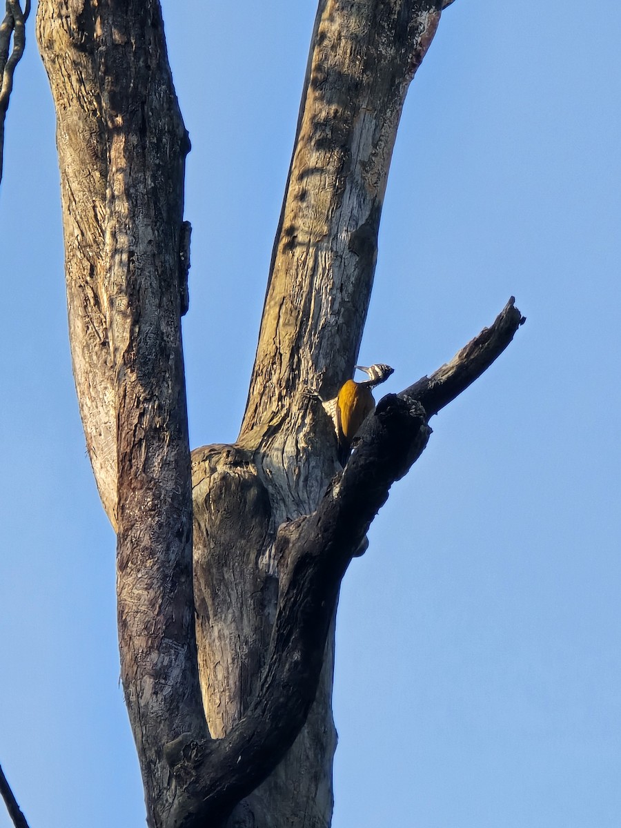 Greater Flameback - ML623457205