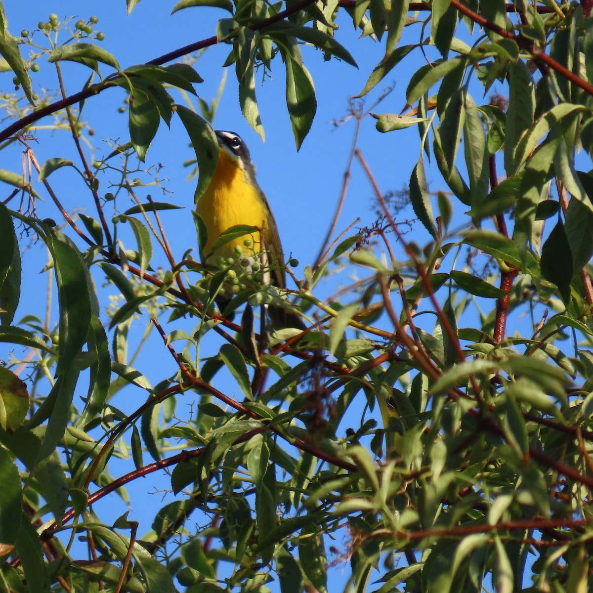 Yellow-breasted Chat - Brian Nothhelfer