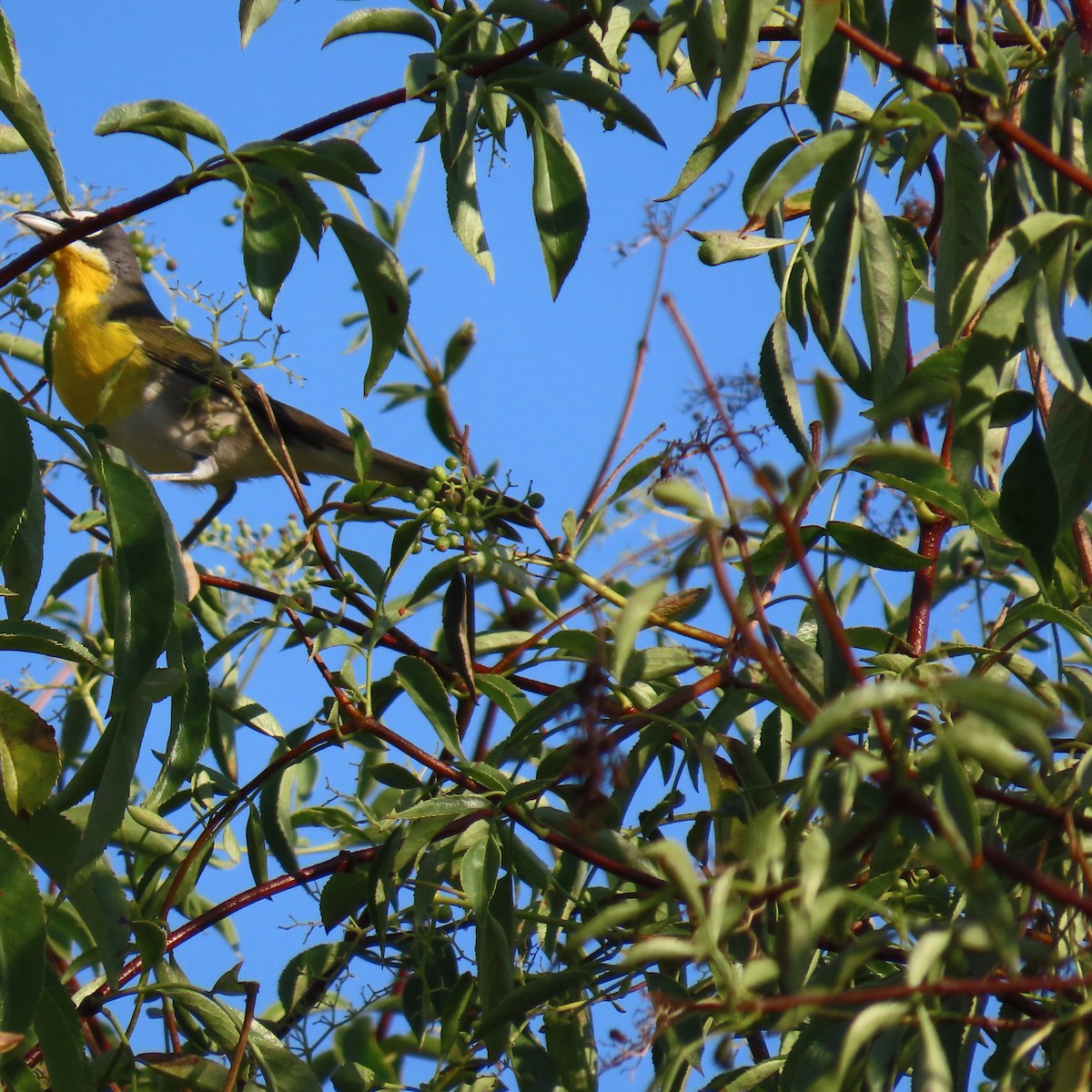 Yellow-breasted Chat - ML623457216