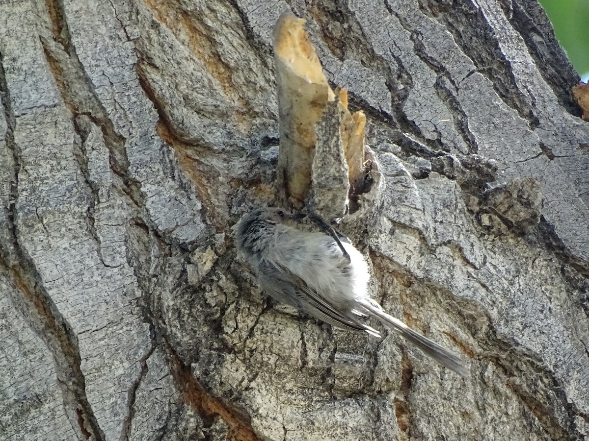 Bushtit - ML623457229