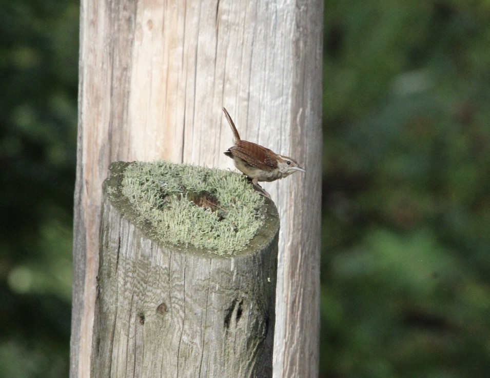 Carolina Wren - ML623457379