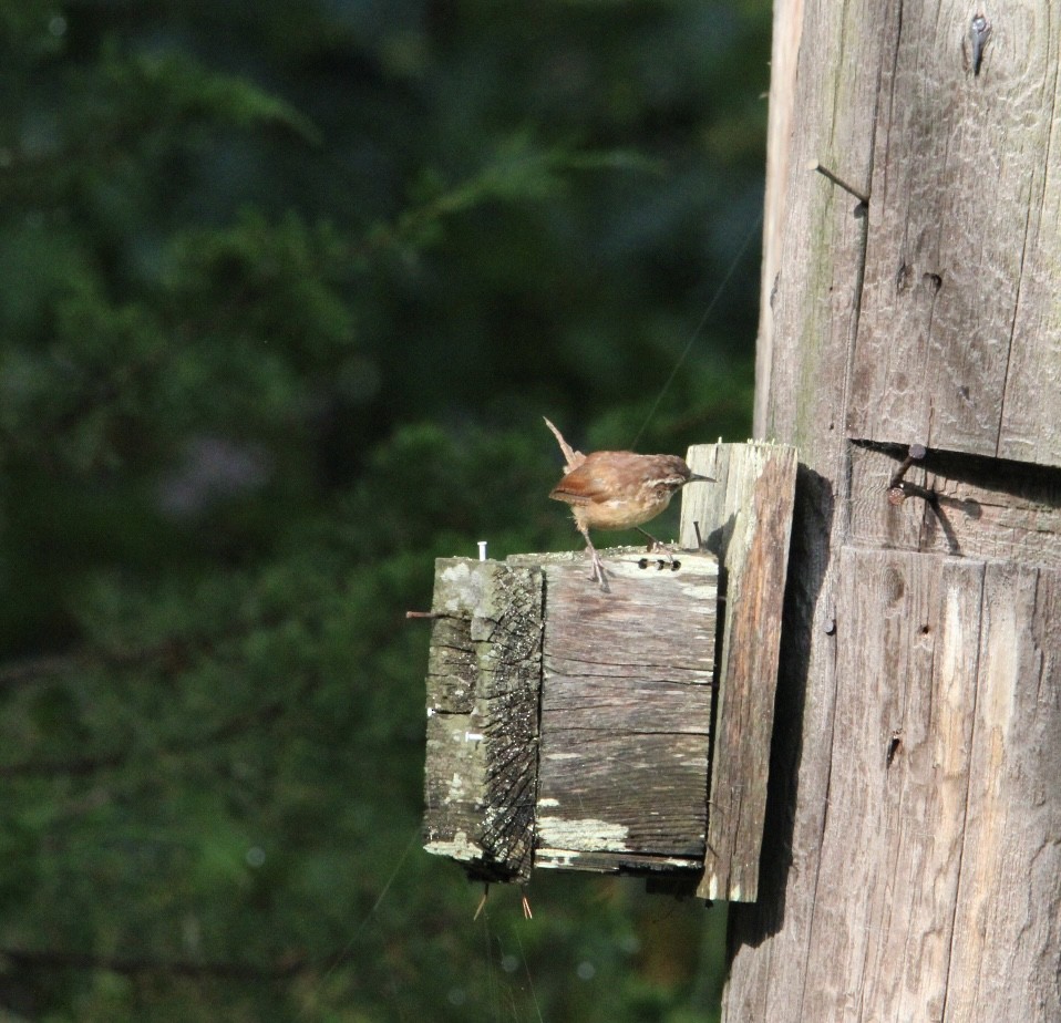 Carolina Wren - MLV Ober