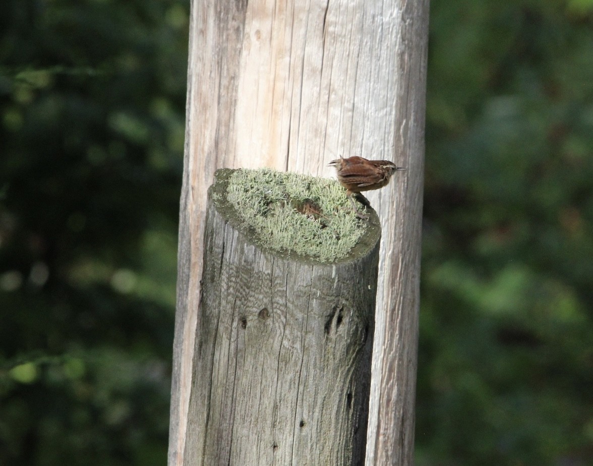 Carolina Wren - ML623457381