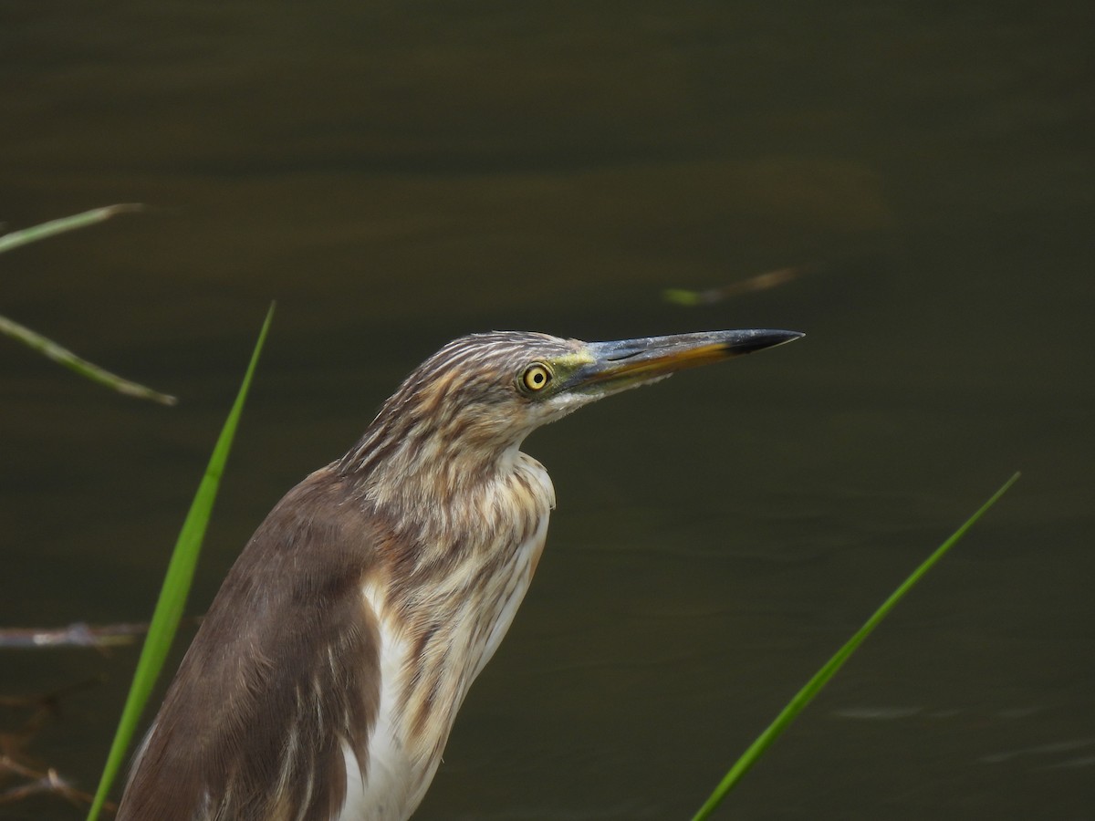 pond-heron sp. - ML623457389