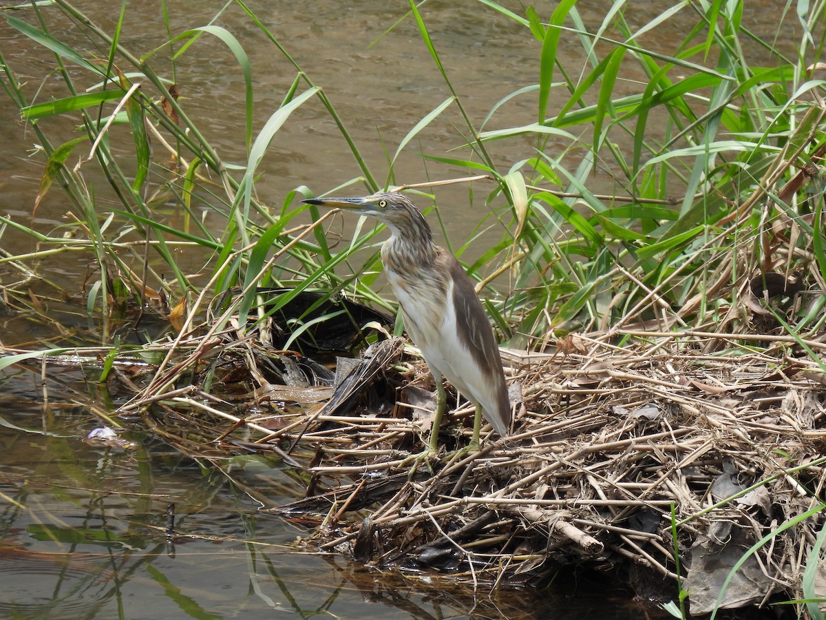 pond-heron sp. - ML623457390