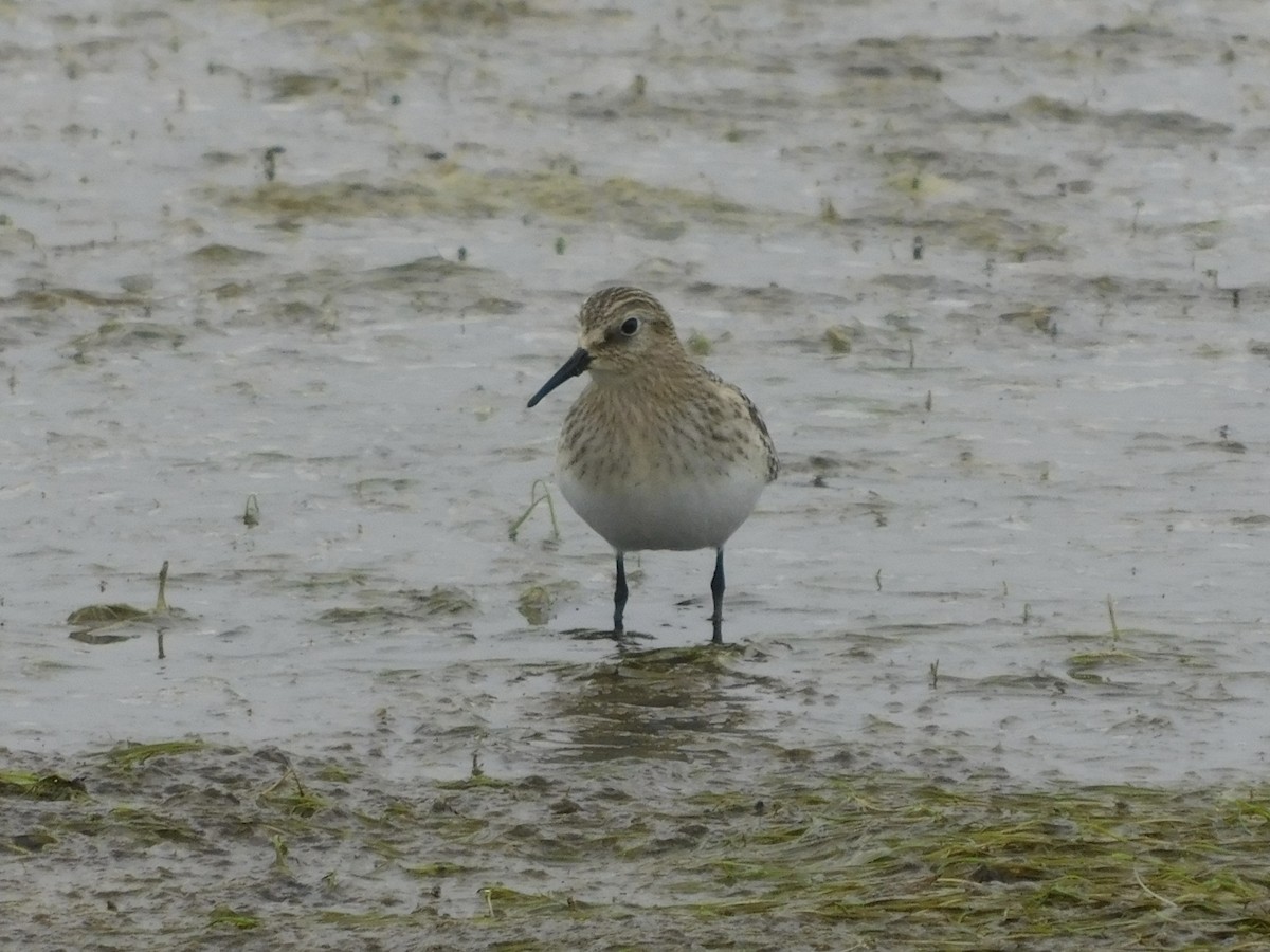 Baird's Sandpiper - ML623457398