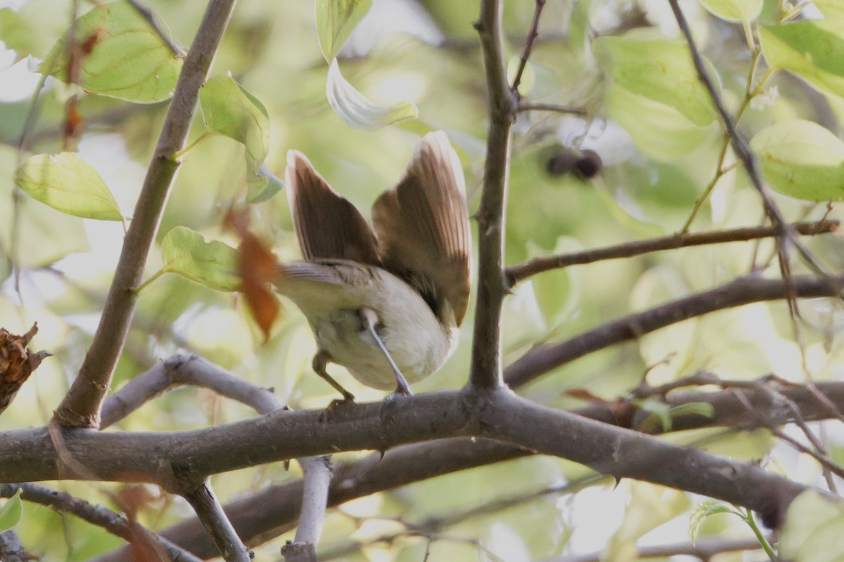 Blyth's Reed Warbler - ML623457455