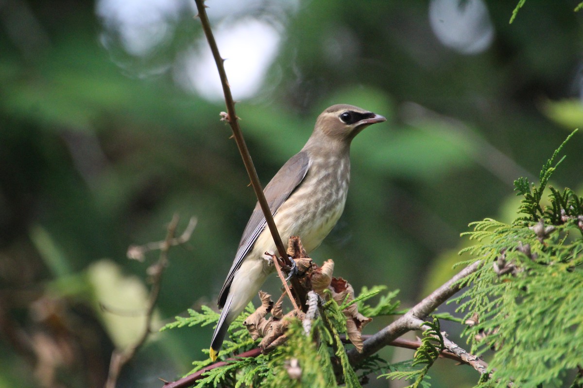 Cedar Waxwing - ML623457491