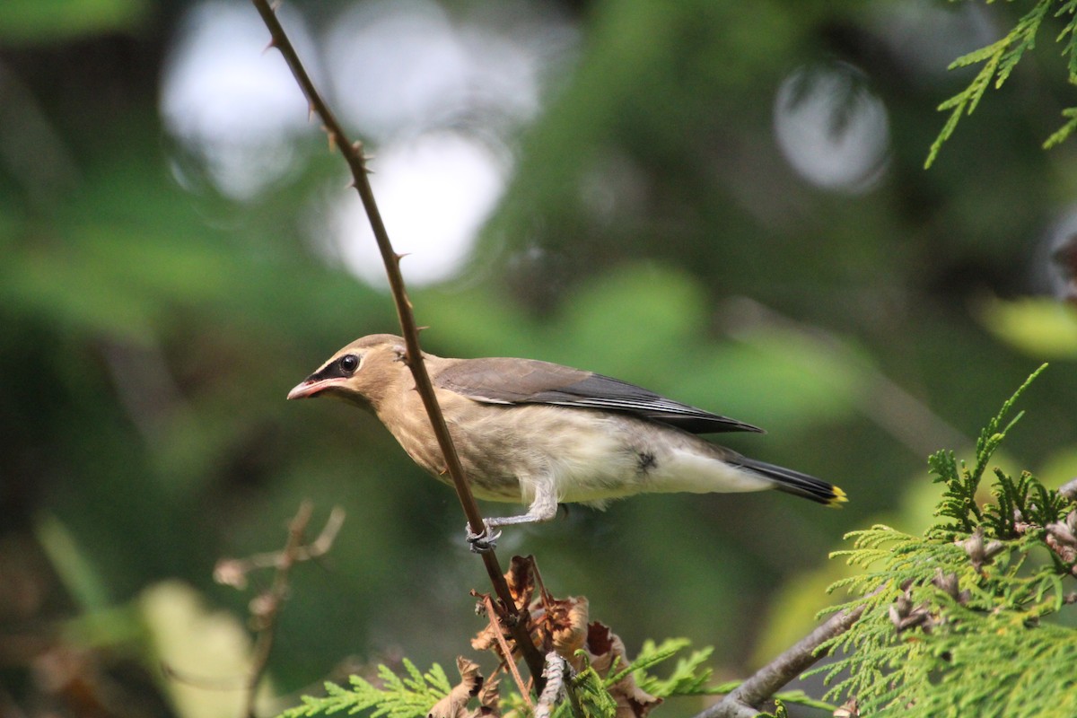 Cedar Waxwing - ML623457494