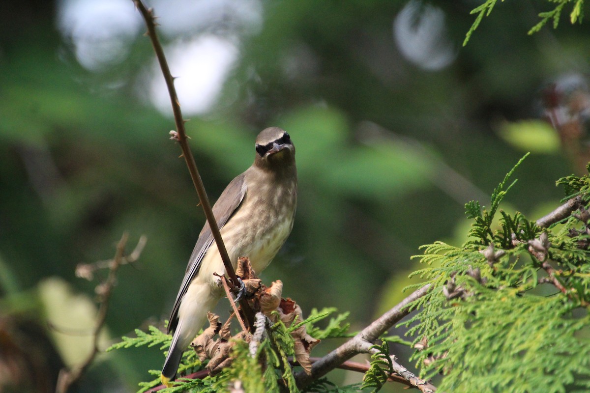Cedar Waxwing - ML623457496