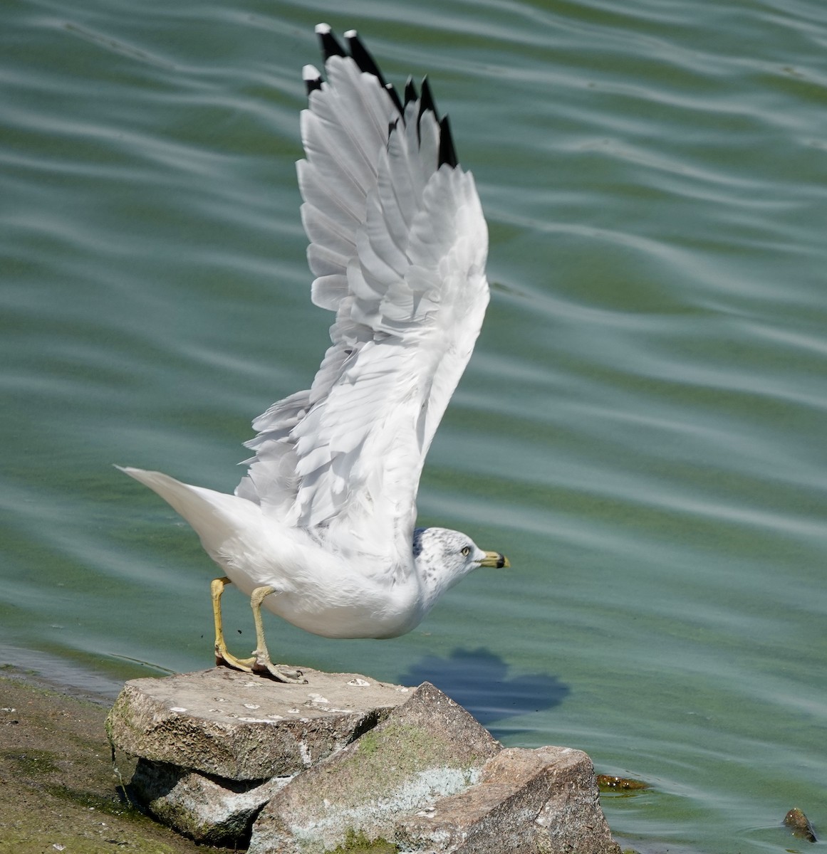 Ring-billed Gull - ML623457529