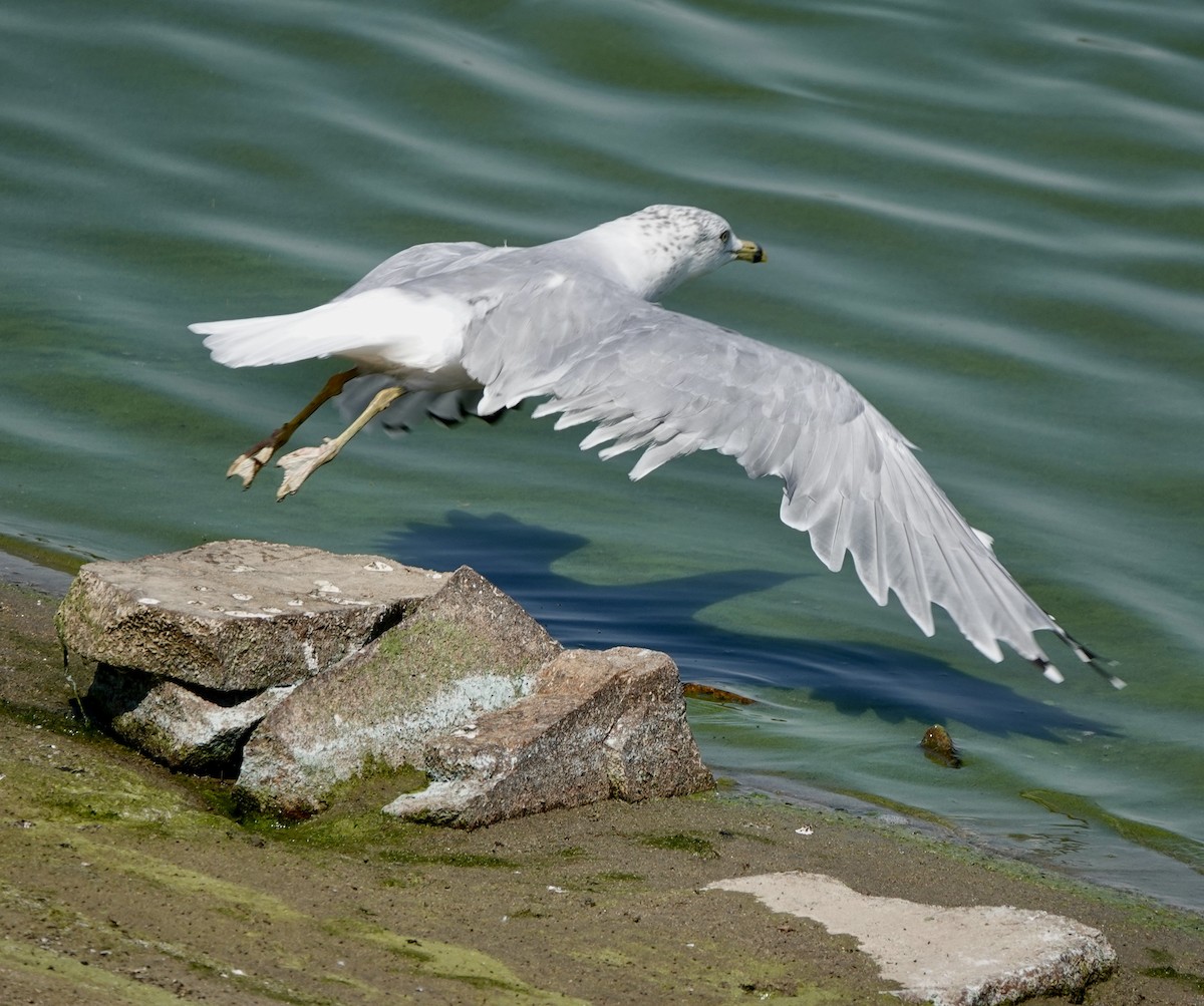 Ring-billed Gull - ML623457548