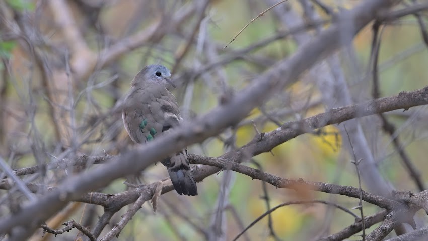 Palomita Aliverde - ML623457549