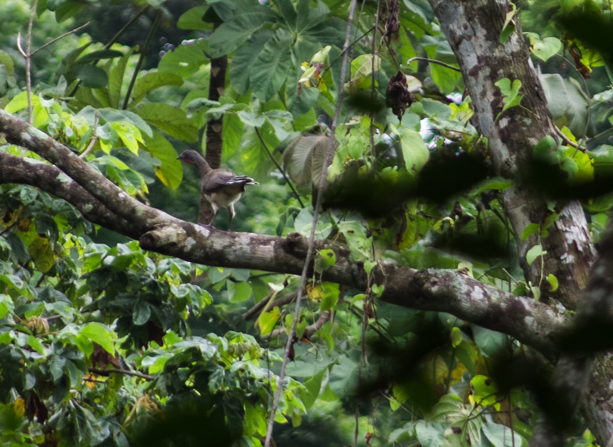 Chachalaca Ventriblanca - ML623457550