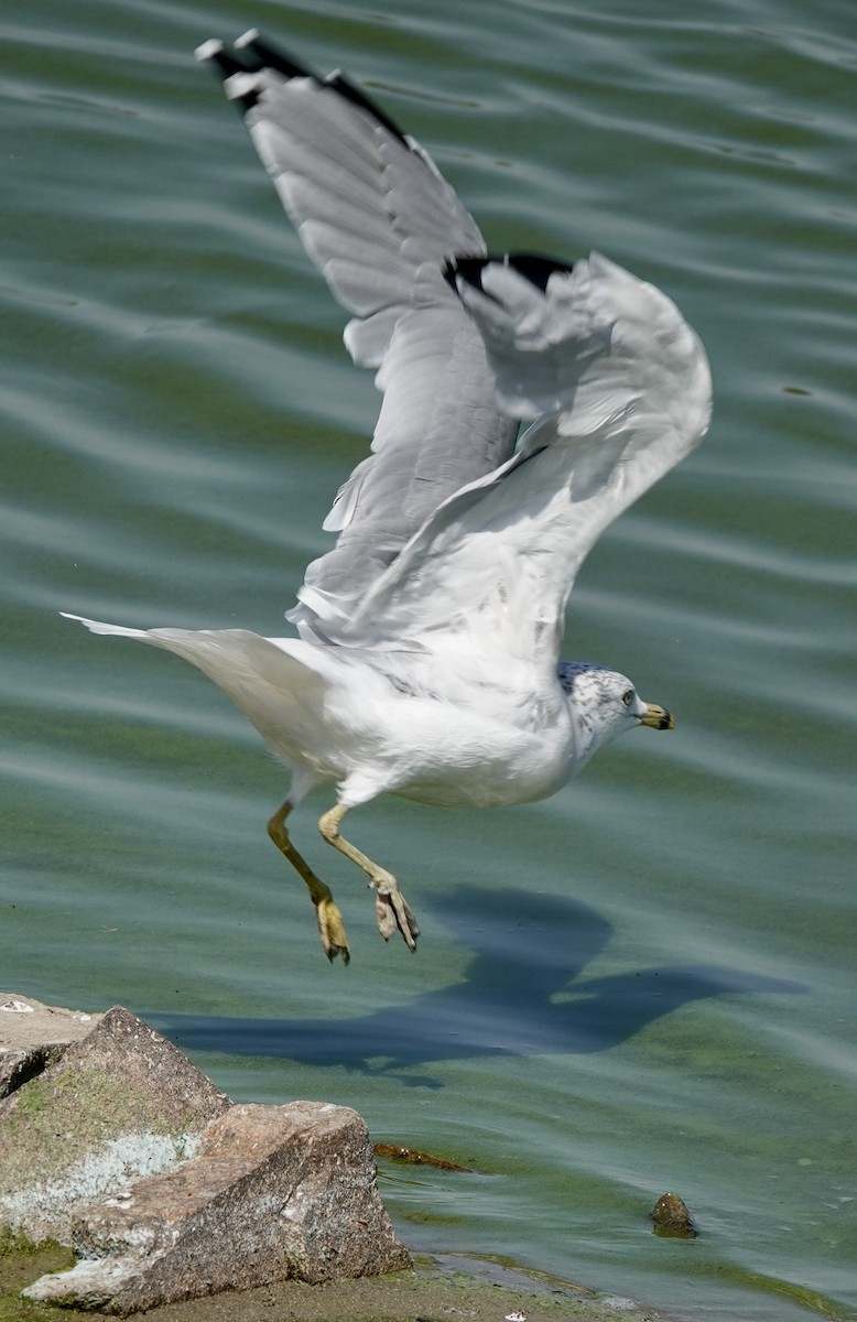 Ring-billed Gull - Patricia Cullen