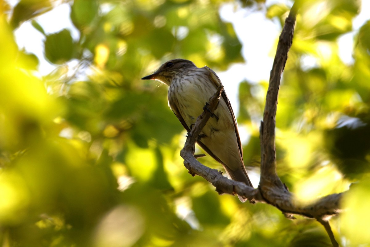 Spotted Flycatcher - ML623457553